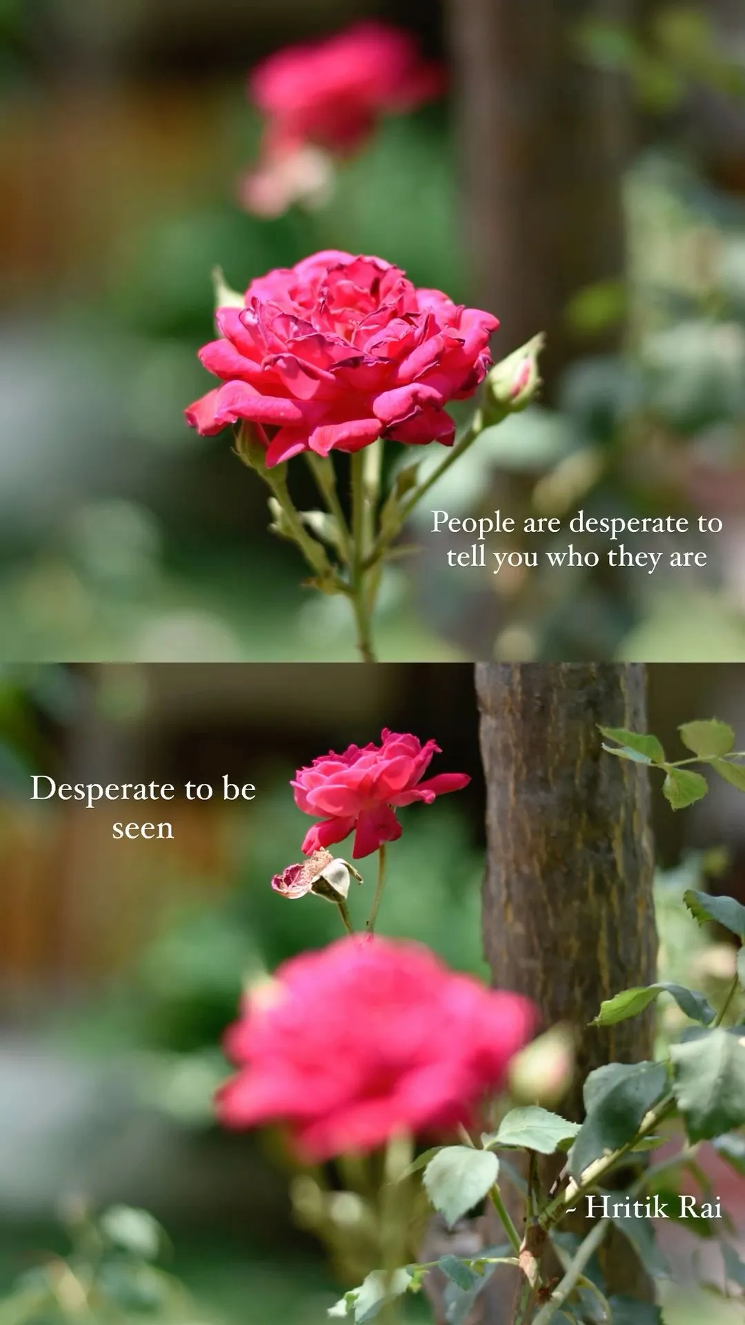 three different types of pink flowers with green leaves