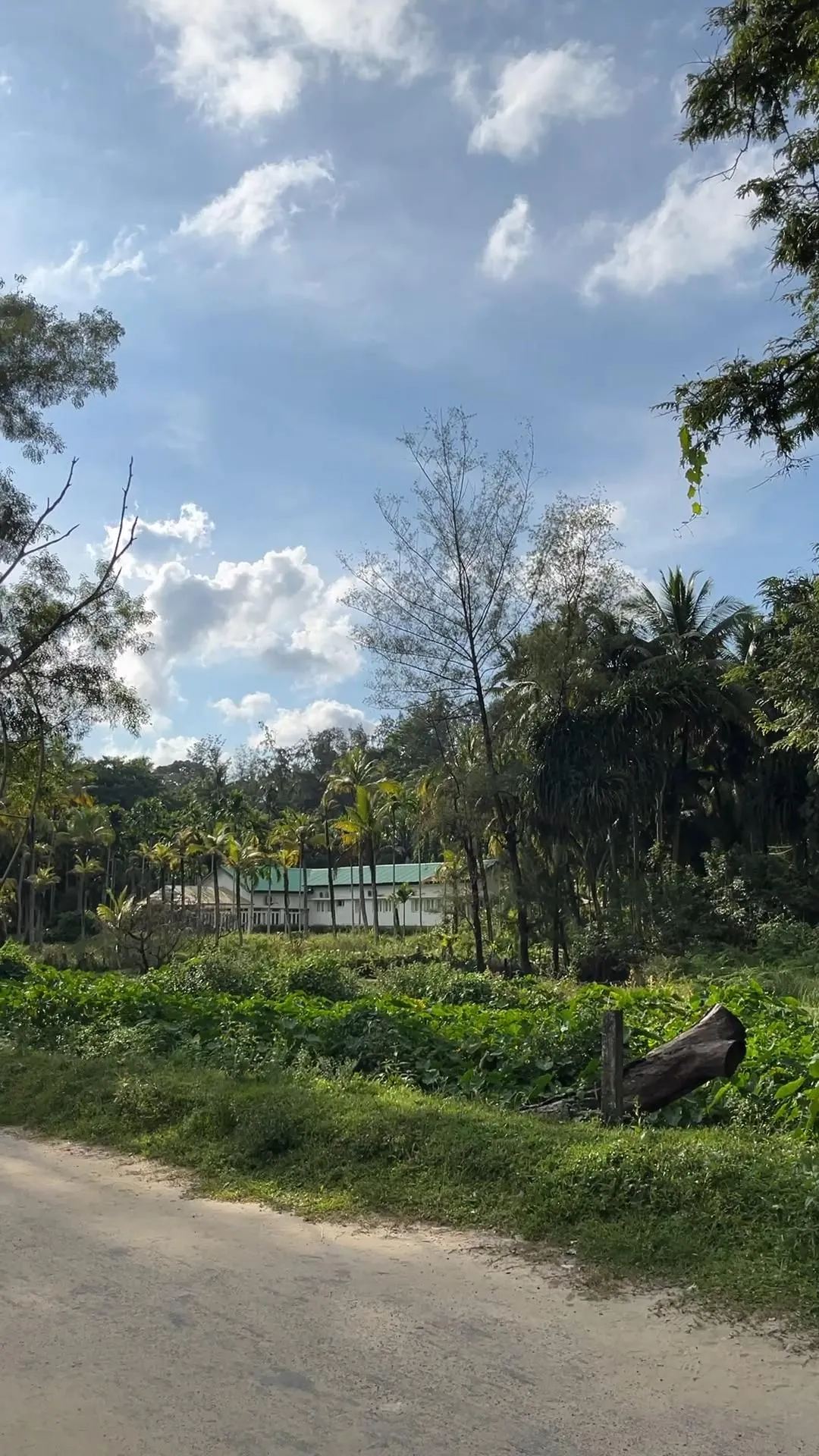 🍃🌴