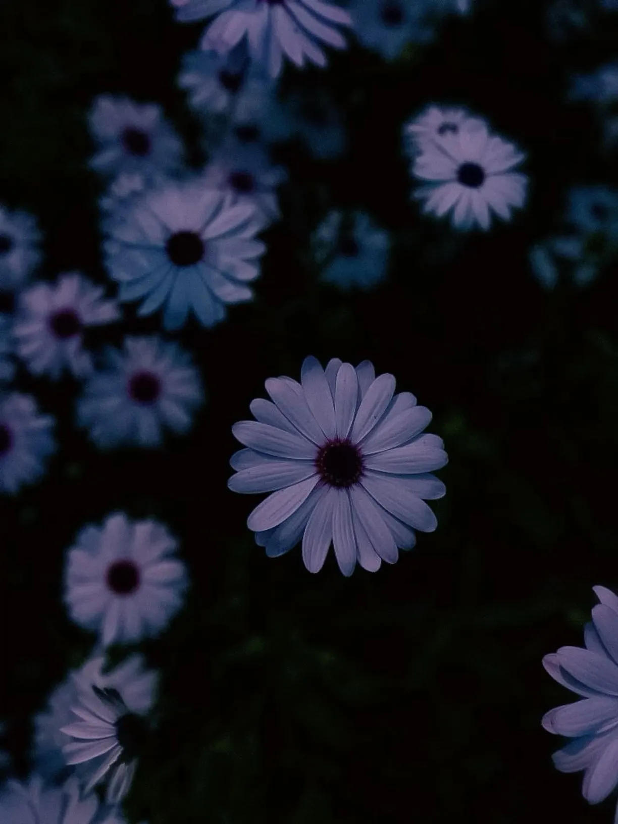 purple and white daisies in the dark