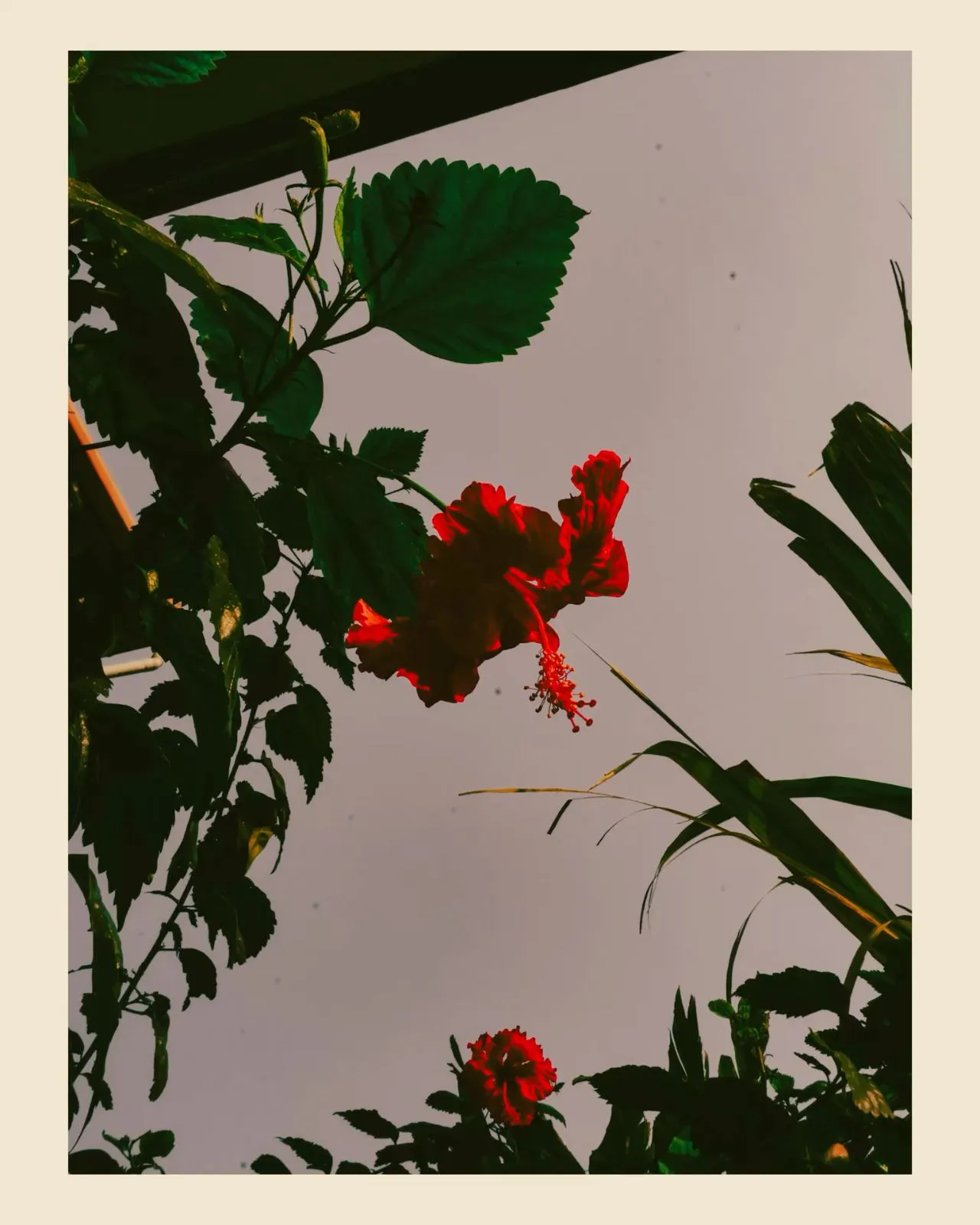 some red flowers and green leaves against a gray sky