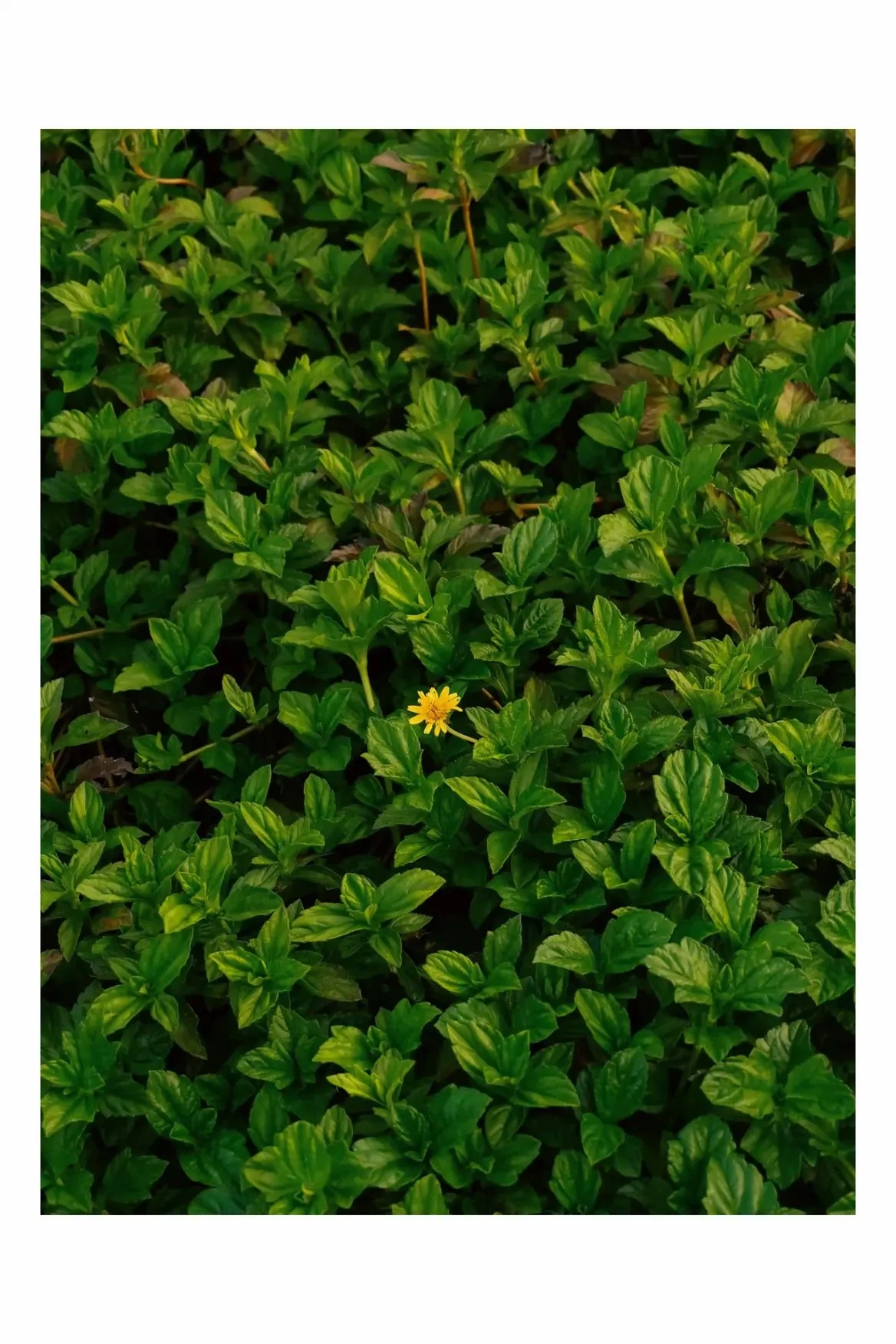 a small yellow flower sitting in the middle of some green plants