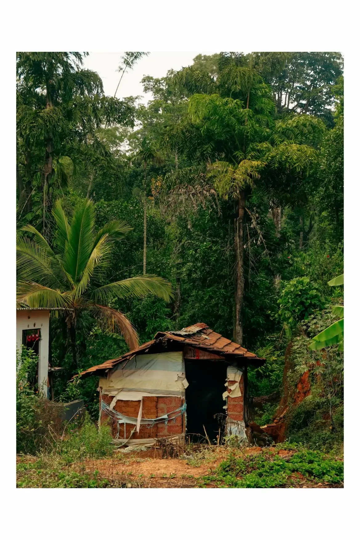 an old shack in the middle of a jungle