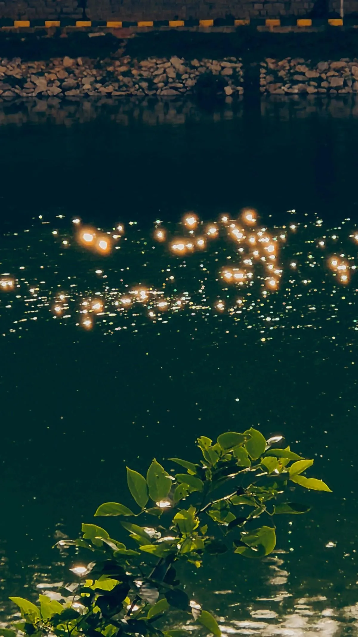 there are many ducks floating in the water
