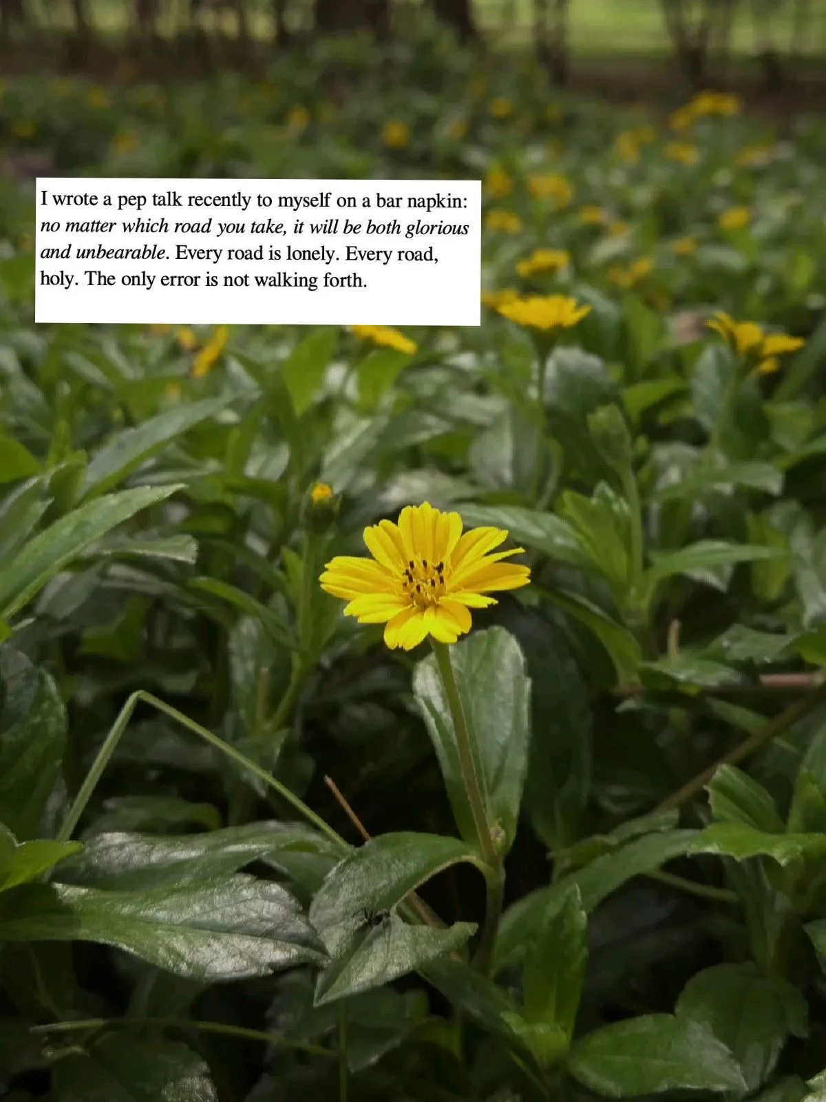 a yellow flower is in the middle of some green plants with a poem written on it