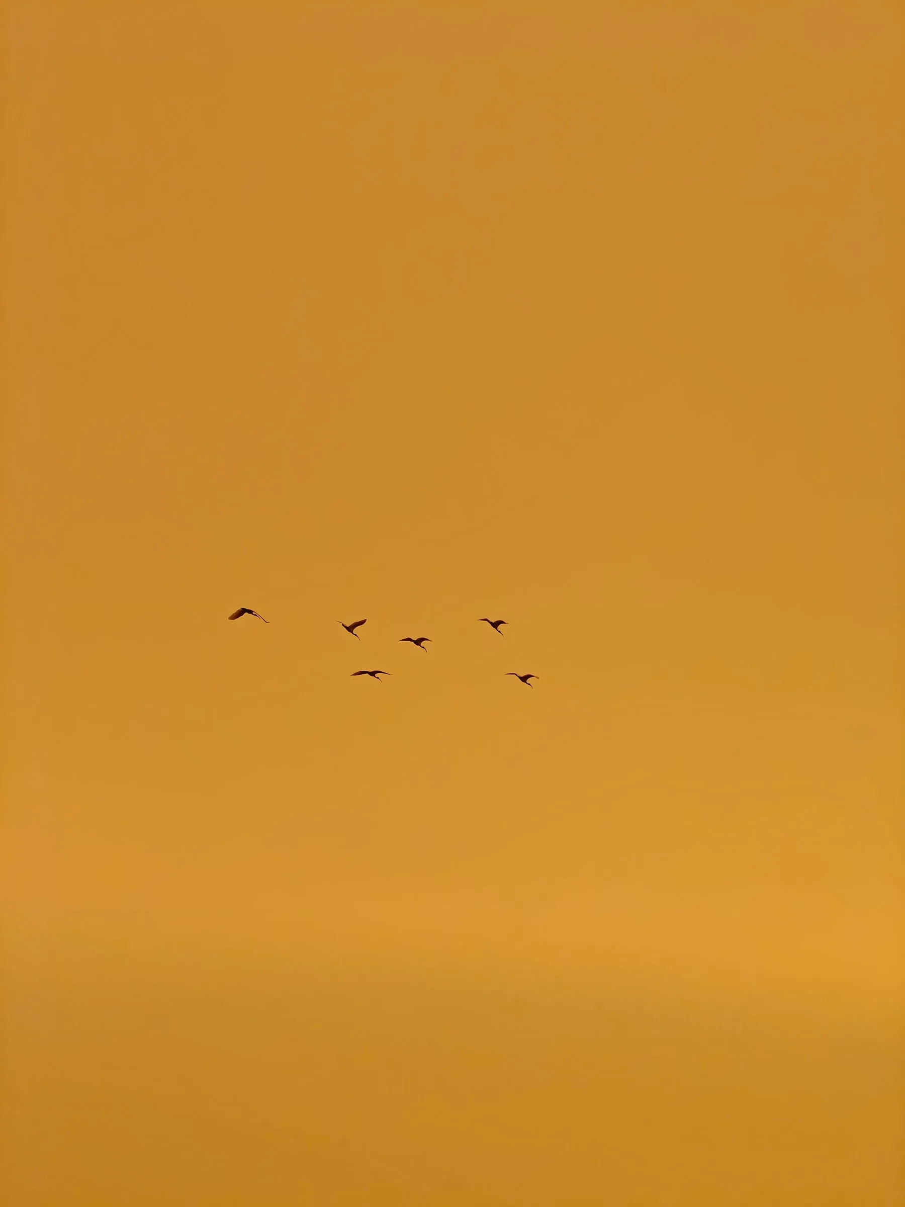 a flock of birds flying in the sky