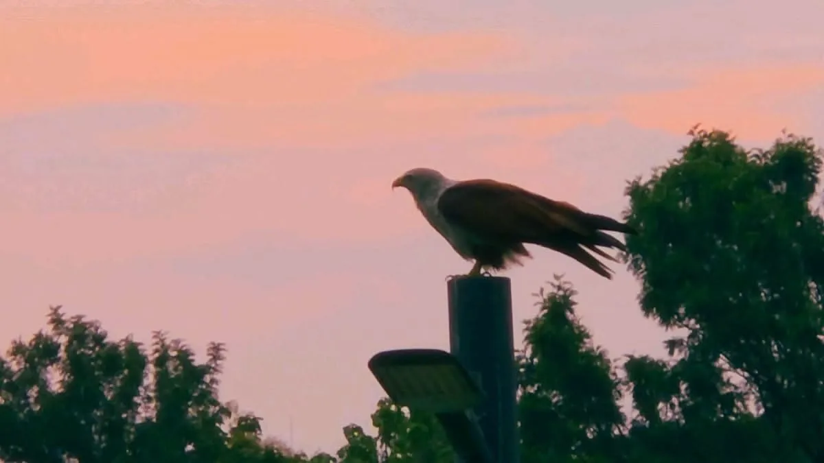 a large bird perched on top of a street light pole next to some tree's