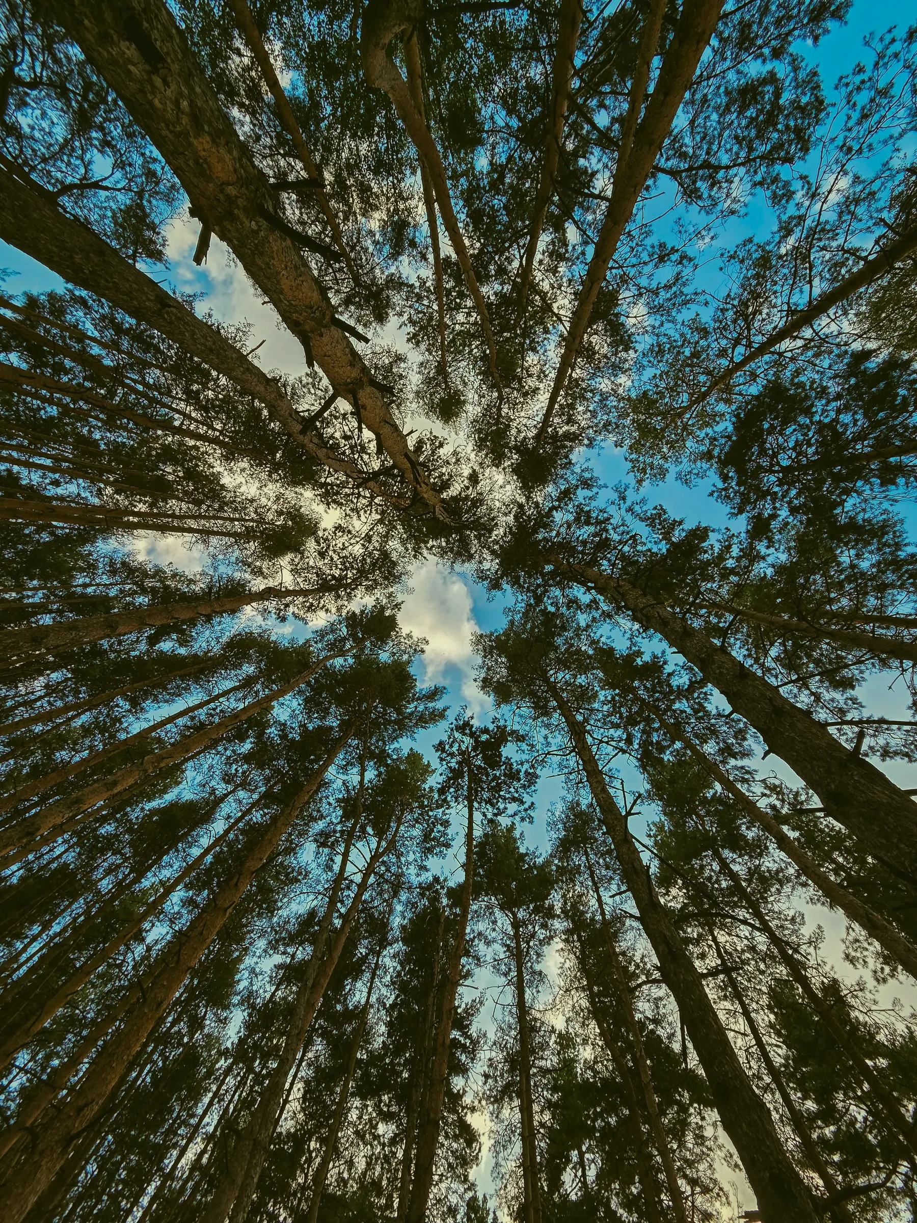 looking up at the tops of tall trees in a forest with blue sky and clouds