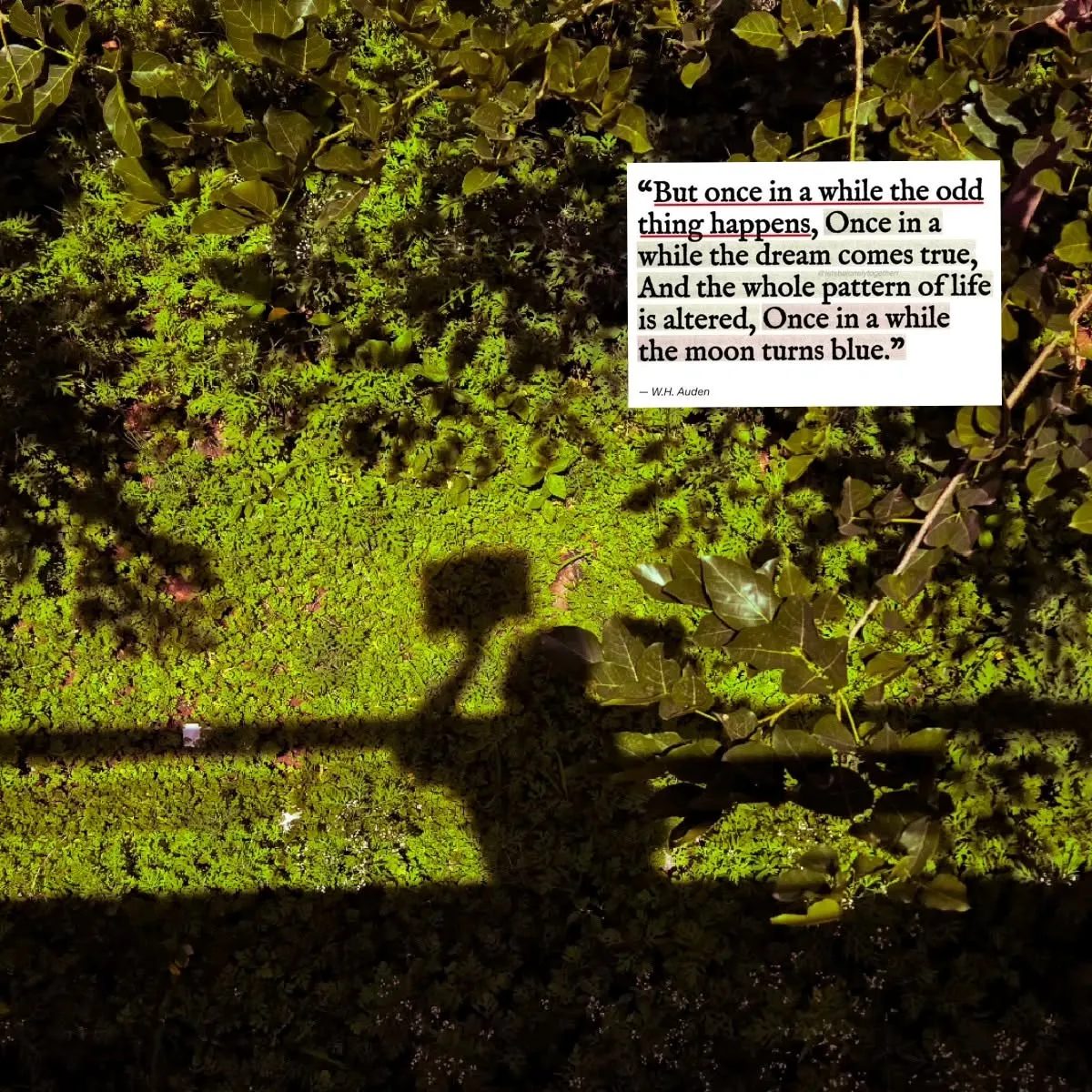 the shadow of a person holding an umbrella in front of some green plants and trees