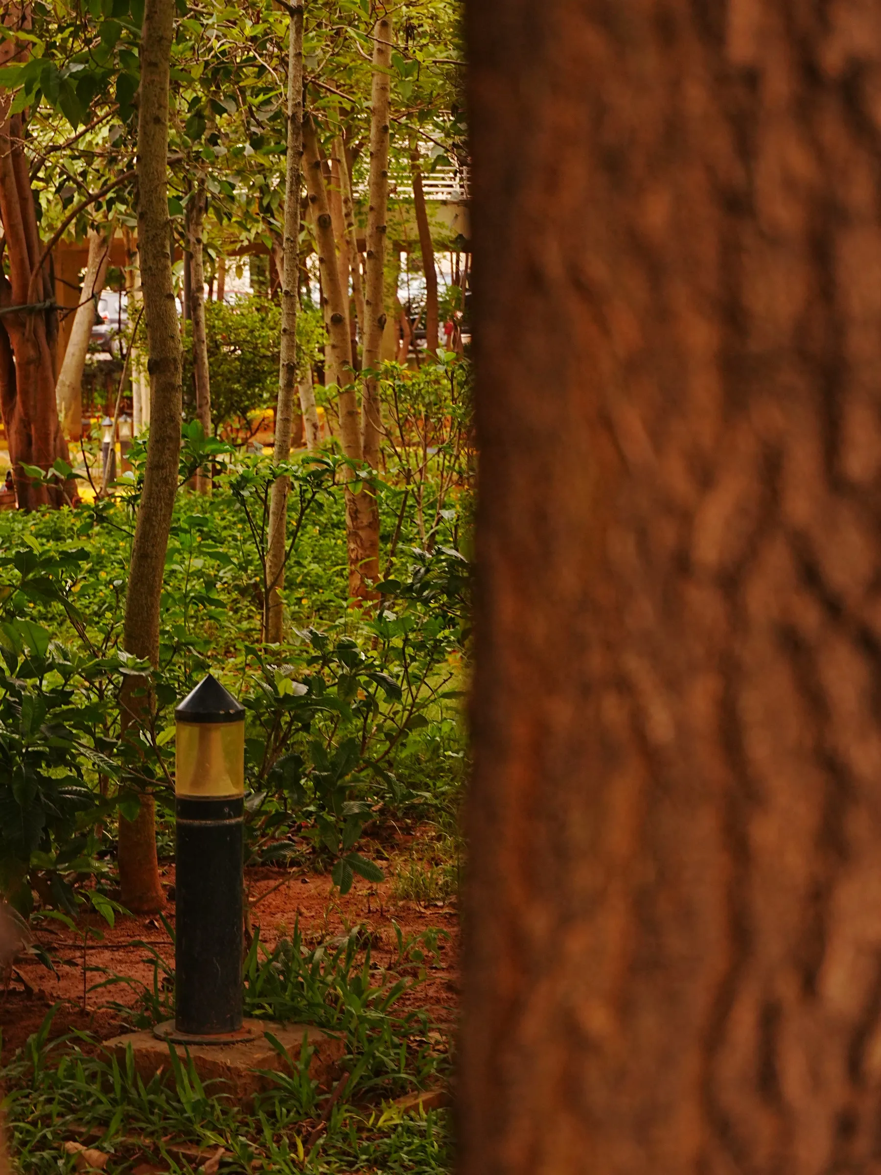 an image of a park setting with trees and bushes in the foreground as seen through a window