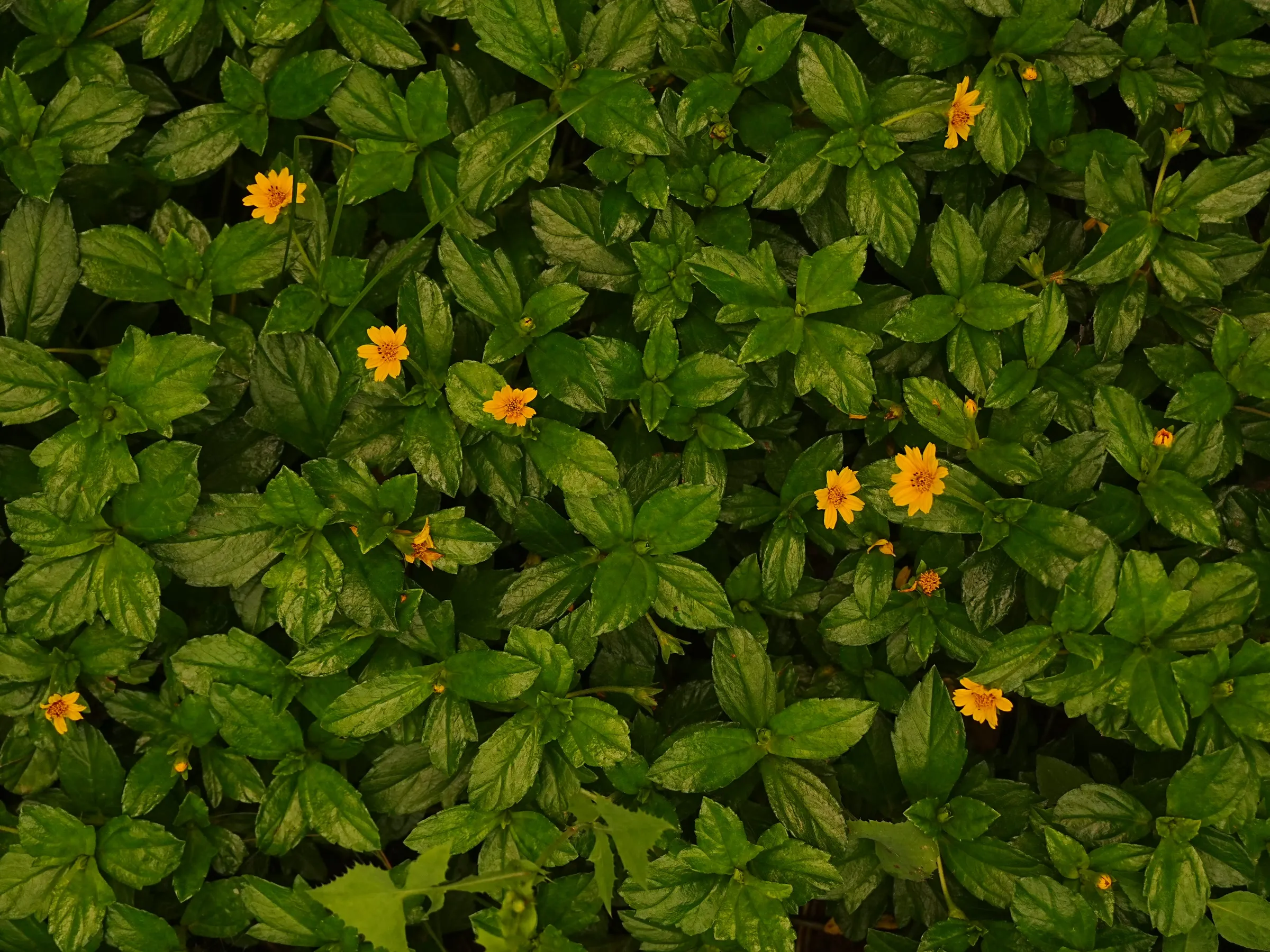 some green leaves and yellow flowers in the middle of it's foliage, as seen from above